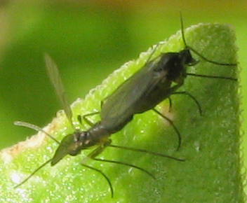 San Valentino ! Sciaridae M e F.